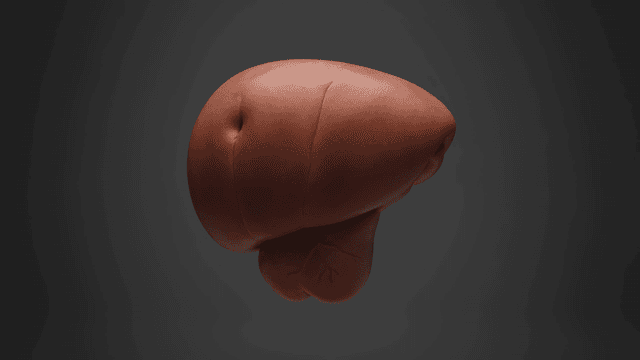 Detailed view of human liver