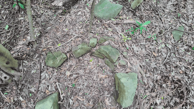 Forest floor with rocks and leaves