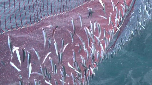 출렁이는 바다의 그물에 잡힌 신선한 생선들