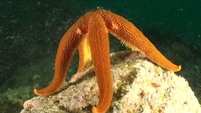 Underwater view of starfish on rocks on seafloor