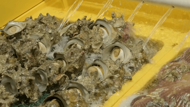 Fresh shellfish in a water tank