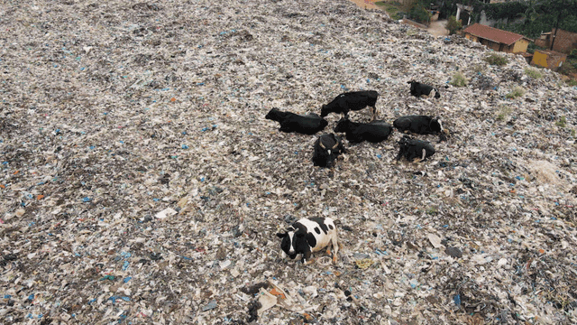 Cows grazing on a landfill site