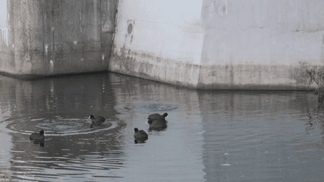 Ducks swimming near concrete structures