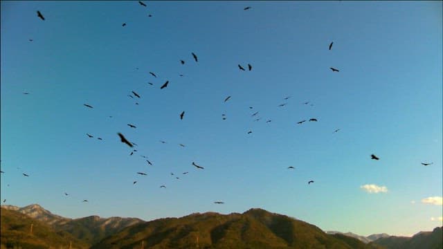 Flock of Birds Flying Above Mountains