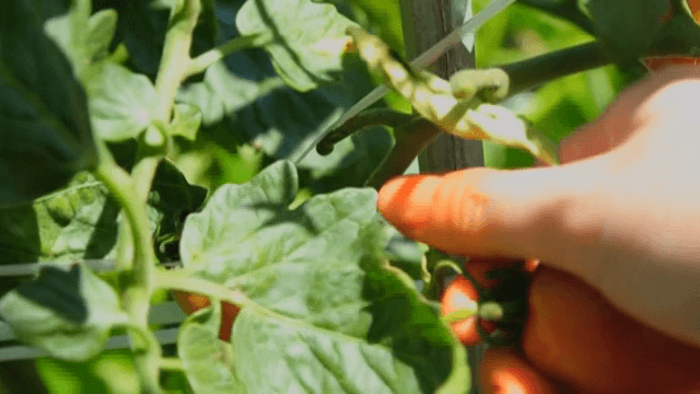 토마토를 수확하는 손