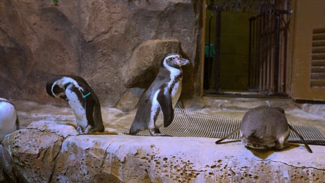 Penguins by a door in an enclosure