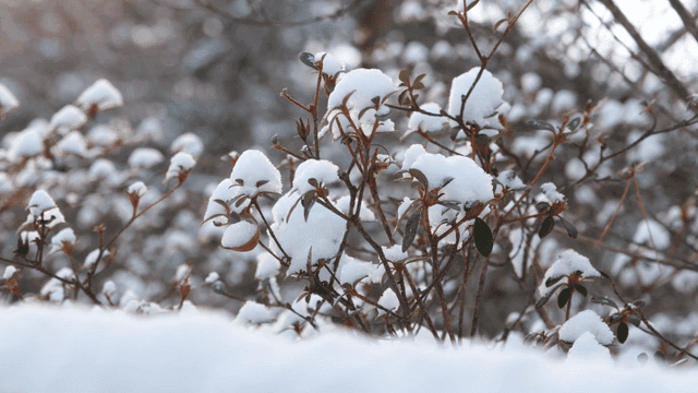 Snow-covered branches in a winter scene