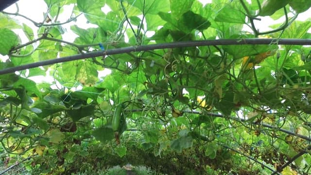 Zucchini growing on green vines in a greenhouse