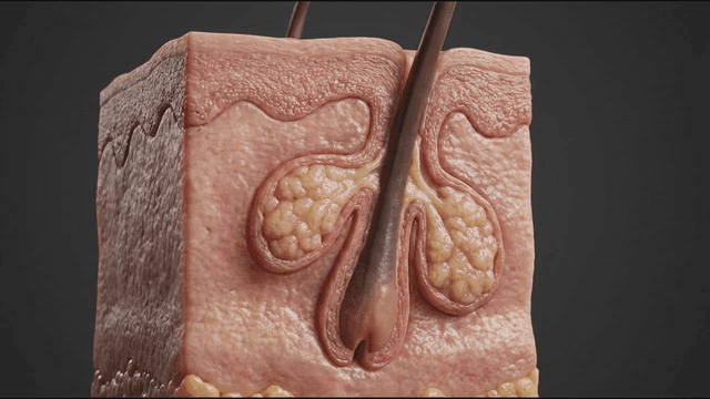 Detailed view of human skin and hair follicle