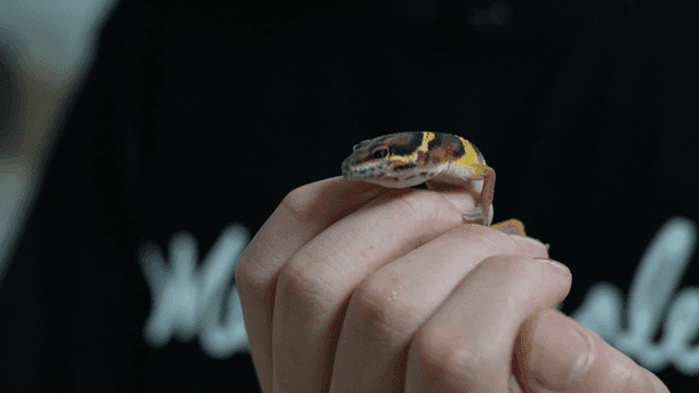 사람 손 위에 있는 작은 얼룩 도마뱀