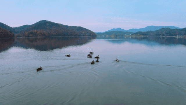 Ducks swimming on a tranquil lake
