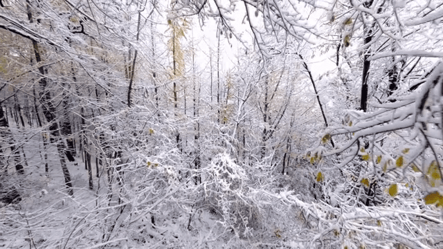 Snow-covered forest with bare trees
