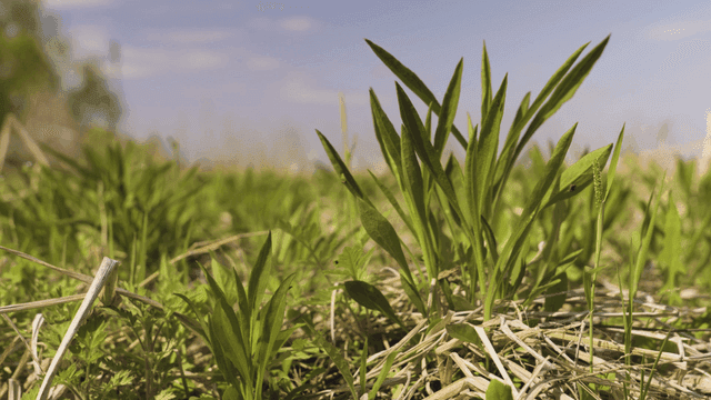 Close-up of green plants in a field