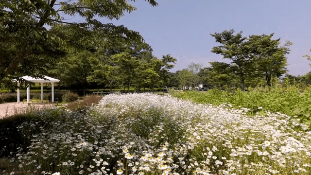 맑은 하늘 아래 데이지 꽃밭