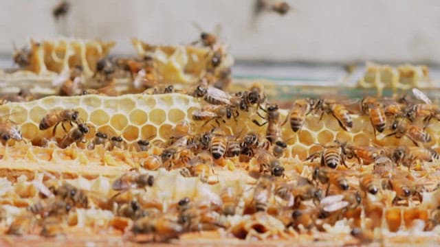 벌집에서 분주하게 일하는 바쁜 꿀벌들