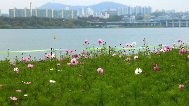 도시 강가에 만개한 꽃