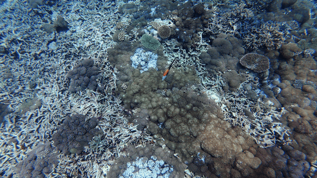 Underwater with tropical coral reefs and fish