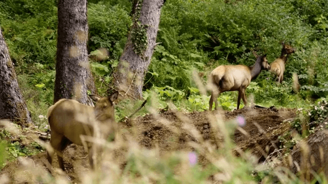 푸른 숲에서 풀을 뜯는 사슴