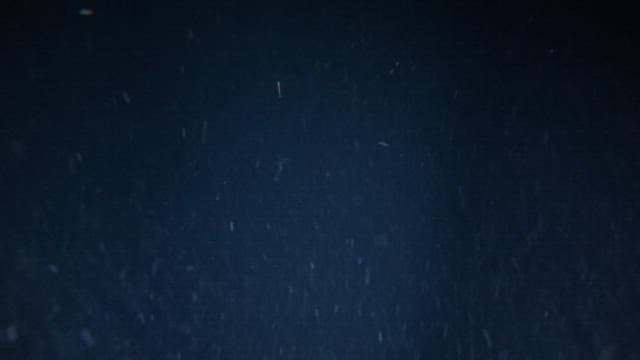 낚시줄에 잡힌 오징어