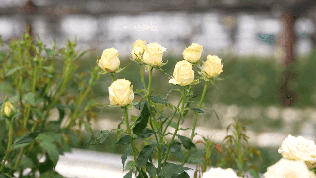 White roses in full bloom