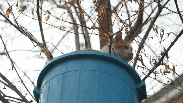 Cat peeking out of blue barrel