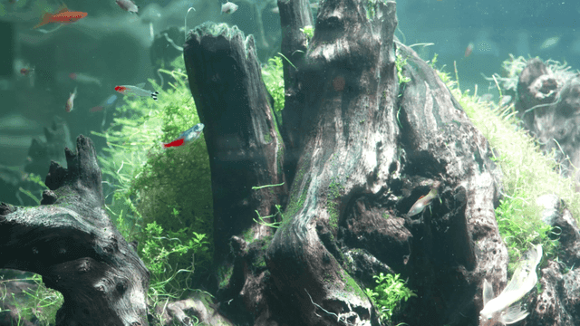 Colorful fish swimming around driftwood