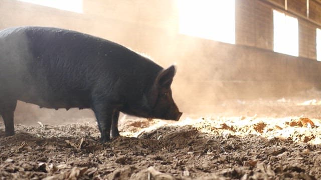 Black pig in a sunlit barn