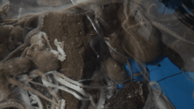 수조 속 낙지와 해양 생물