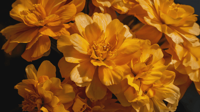 빛 아래 선명하게 피어난 노란 꽃