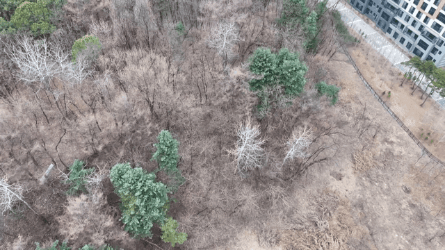Aerial view of dry forest