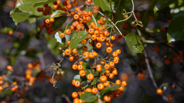 Orange berries on a leafy branch