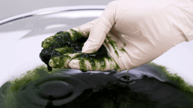 Gloved hands lifting seaweed from bowl