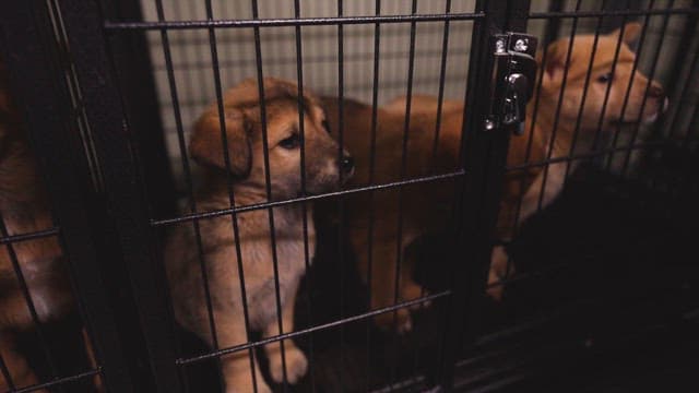 Puppies gazing through a kennel cage