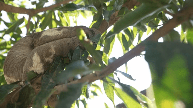 A sloth resting on a tree branch
