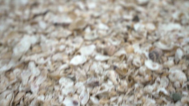 조개가 깔린 해안가를 걷는 사람