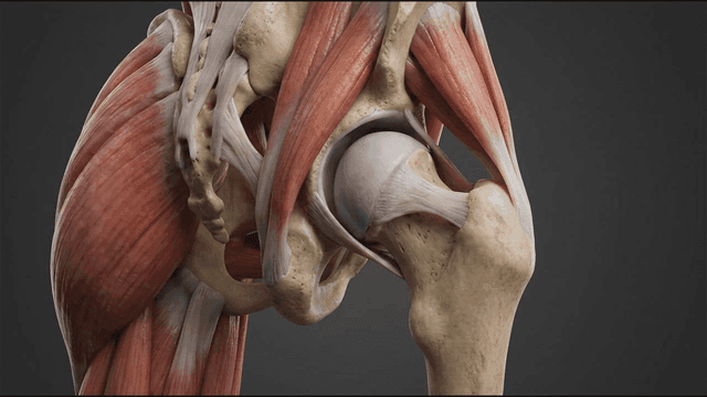 Detailed view of human hip joint anatomy