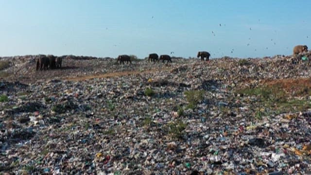 Landfill with elephants