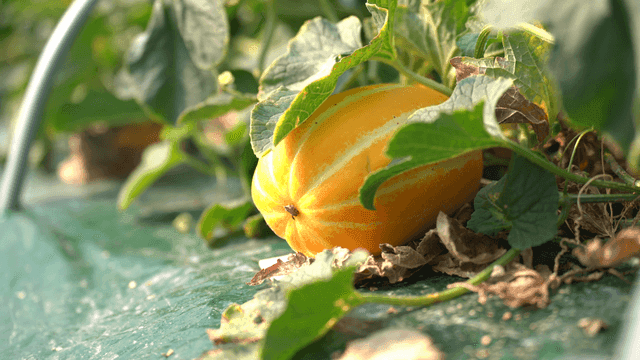 Yellow Korean melons ripe on ground between green leaves