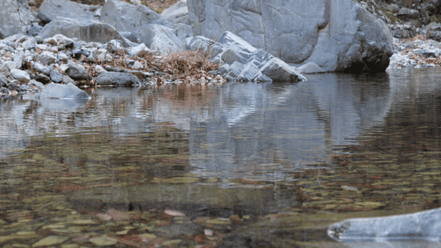 Quiet stream with rocks and leaves