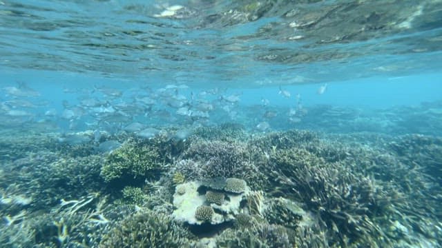 School of fish swimming over coral reef