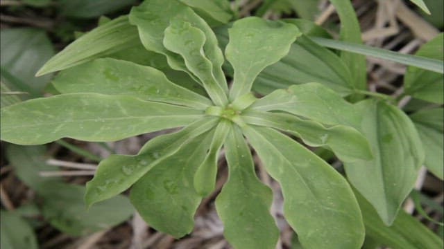 싱그러운 초록색 하늘말나리