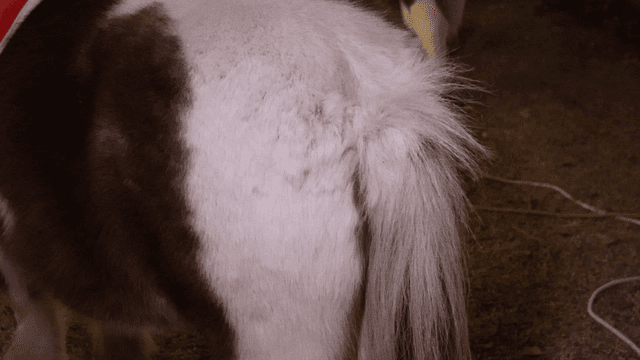 A close-up of a pony's tail and back