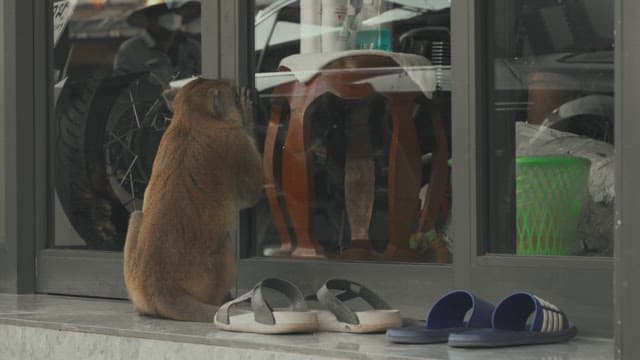 건물 입구에 앉아 내부를 들여다보는 원숭이