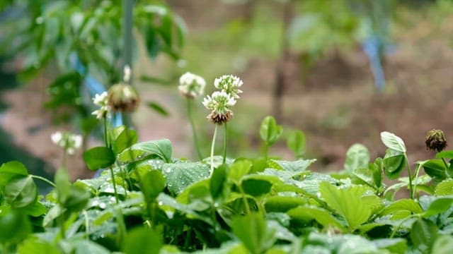 White flowers and clover in a dewy garden