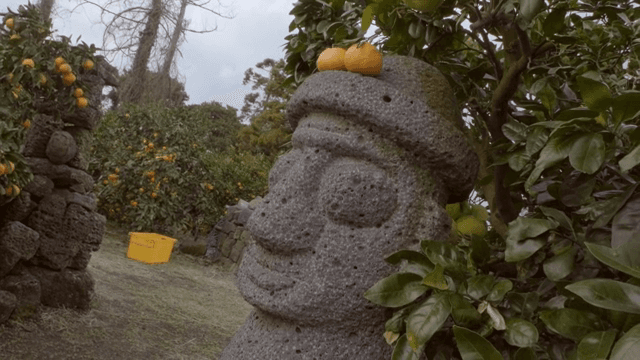 과수원에 있는 돌하르방과 귤