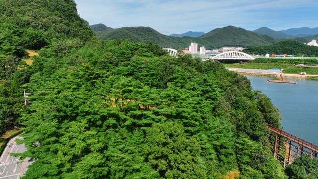 나무 산책로가 있는 푸른 숲