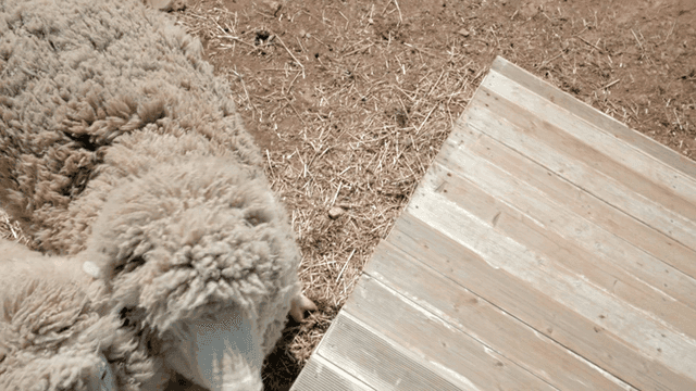 Sheep eating carrots in field