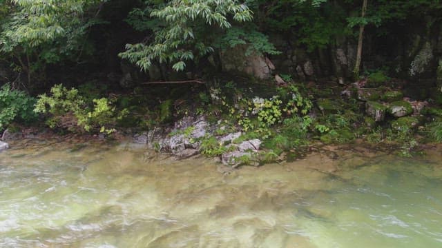 Serene river flowing through a forest