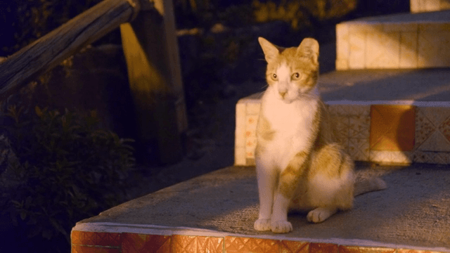 밤에 야외 계단에 앉아 있는 고양이