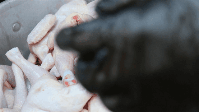Handling raw chicken pieces placed on ice